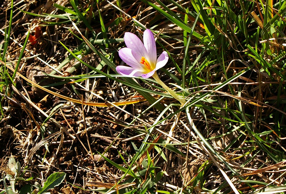 Crocus biflorus